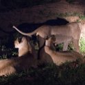 ZMB NOR SouthLuangwa 2016DEC10 NP 085 : 2016, 2016 - African Adventures, Africa, Date, December, Eastern, Month, National Park, Northern, Places, South Luangwa, Trips, Year, Zambia